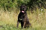 CANE CORSO 894